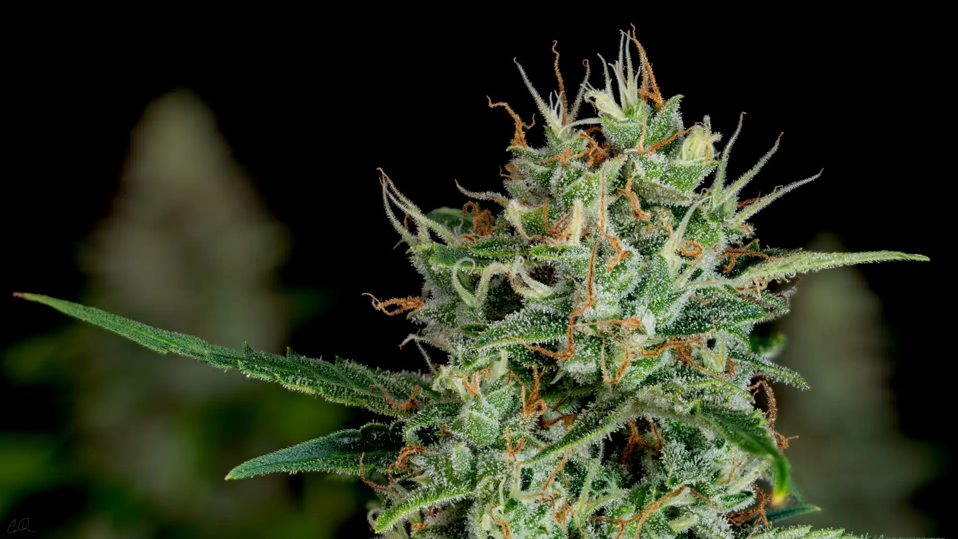 Close-up cannabis flower bud