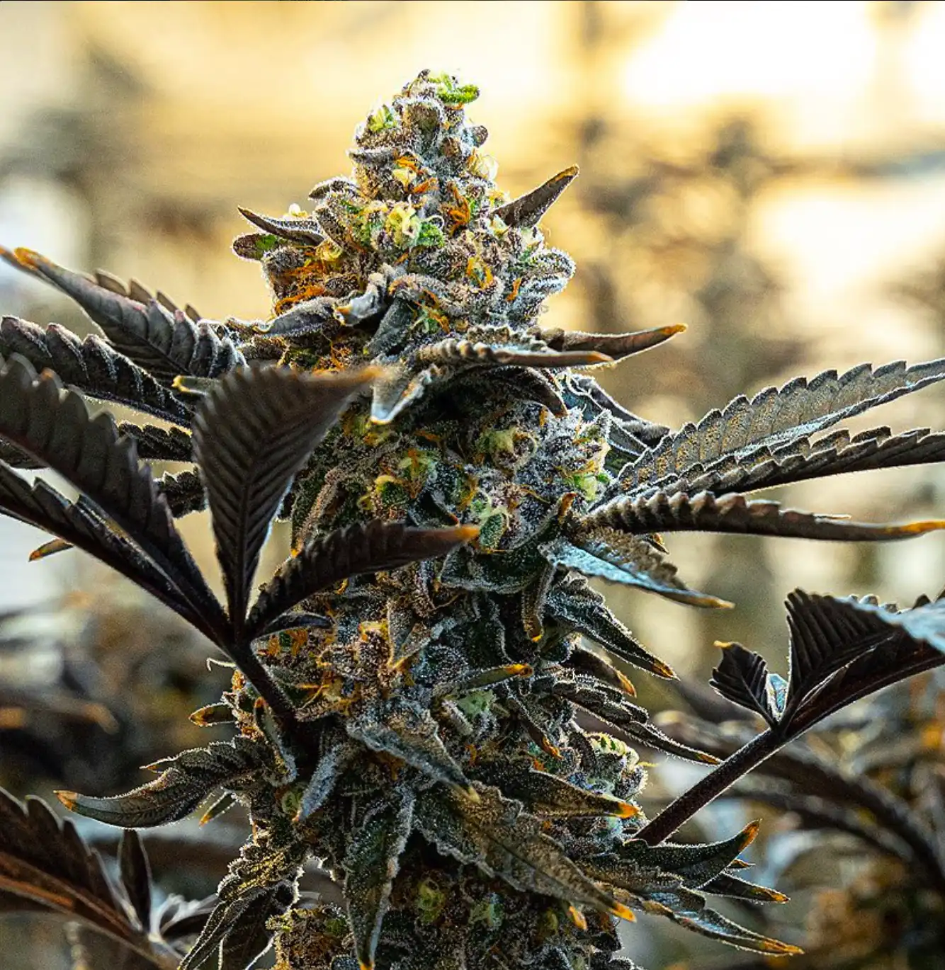 rkive cannabis